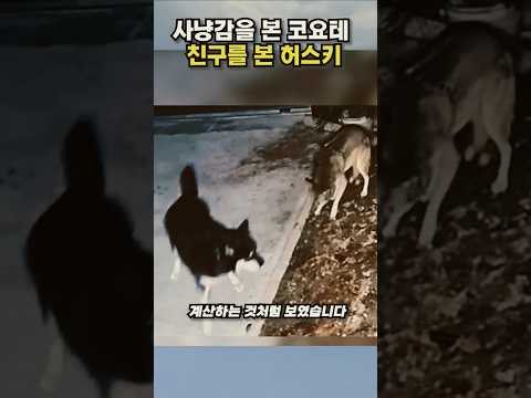 코요테가 사냥을 포기한 이유... 허스키가 너무 순수해서? thumbnail