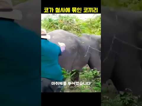 코가 철사에 묶인 코끼리#동물다큐#동물쇼츠#야생동물 thumbnail