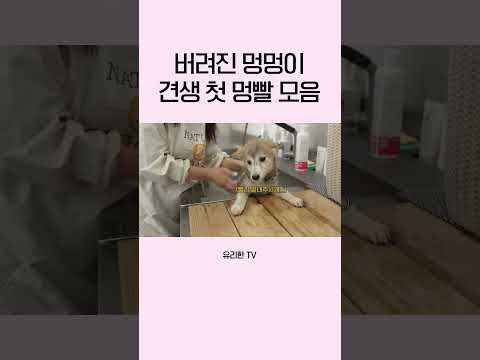 보기만 해도 힐링되는 멍빨 모음.zip thumbnail