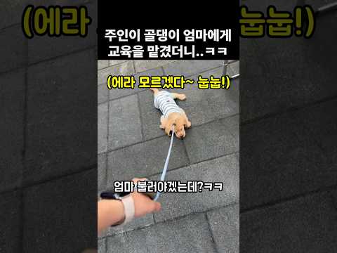 주인이 골댕이 엄마에게 교육을 맡겼더니.. ㅋㅋ thumbnail