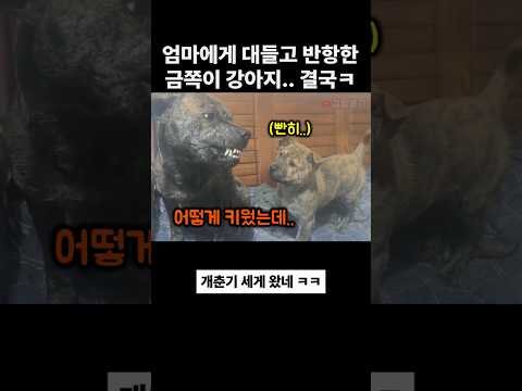 엄마 댕댕이에게 반항하던 금쪽이 강아지는 결국.. thumbnail