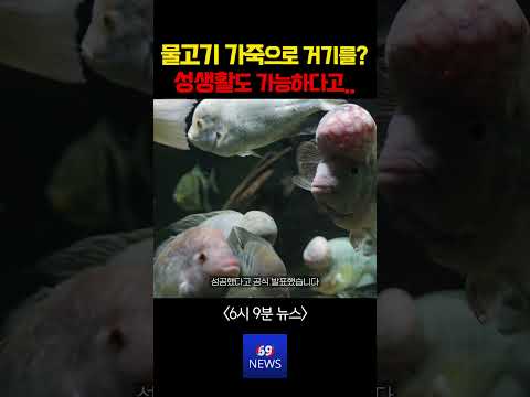 틸라피아 물고기 껍질로 '그곳' 재건함 ㅋㅋㅋ thumbnail