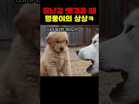 내가 좀만 컸더라면 ㅠㅠ 강아지의 복수극 ㅋㅋ thumbnail