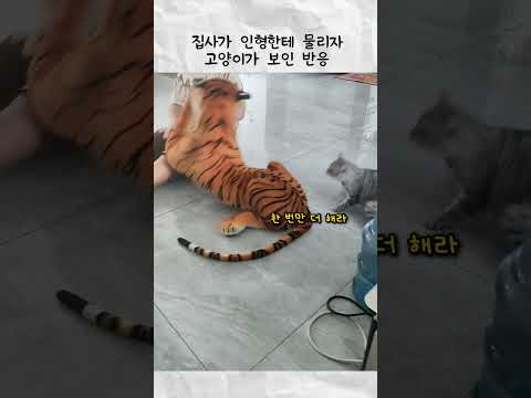 인형한테 물리자 고양이가 보인 반응 thumbnail