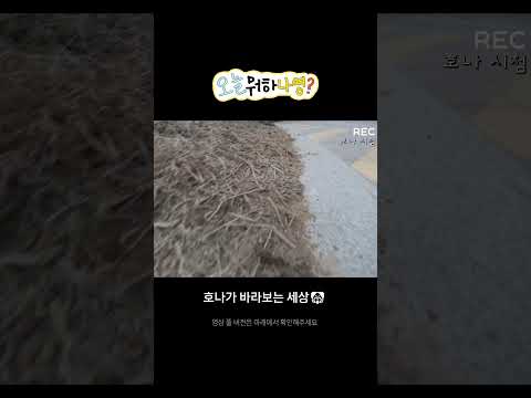 [오늘뭐하나영?] 오늘은 호나의 하루!🐶 thumbnail
